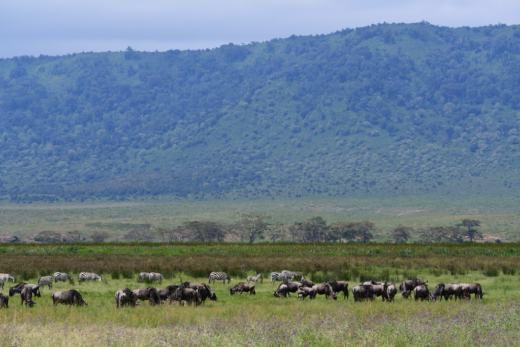 Ngorongoro Crater